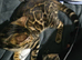 Beautiful bengal female 7 months old