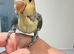 Silly tame 10 weeks young handreared baby lovebird
