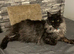 Maine coon x British short hair