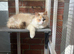 Dilute tortie ragdoll female