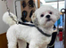 Fabulous shihchon puppies