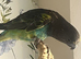 Rare blue bellied Myers parrot male