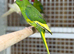 Kakariki parrots