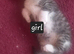 3 beautiful kittens