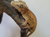 Gargoyle Gecko Red and Orange stripe Yellow base