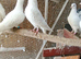 Pure white pigeon