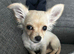 Chihuahua puppy