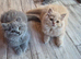 british longhair