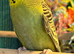 budgies available 9 weeks old