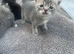 Gorgeous British Short Hair x Snow Bengal Kittens