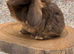 pure bred mini lops