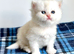 Copper Silver British Longhair Female