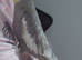 Hand tame male cockatiel