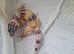 Leopard gecko juveniles