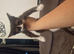 4 kittens urgent rehome