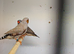 2026 Male Zebra finches