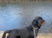 KC Registered Rottweiler Stud &ndash; 2 Years Old