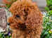 Red Toy Poodle Boy