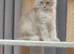 Maine coon male kitten