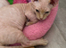 Male bambino Sphynx kitten