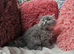 British longhair