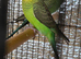 Beautiful bfbw budgies