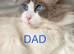 Ragdoll Kittens blue mitted boy / blue girl / Bi colour girl