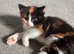 Four kittens