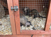 Young ferret kits available hobs and Jill&rsquo;s available