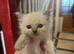 Reptile Kitten