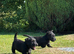 Scottish terrier puppies KC