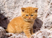 READY  NOW Red British Shorthair Kittens