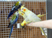 Cocktails parrot