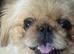 Rare Pekingnese apricot & white boy 13 months
