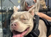 BUGZY - PROVEN | ABKC Registered | Pedigree