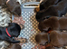 Doberman puppy’s