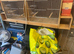 Budgies ringnecks to go