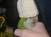 Male talking quaker parrot for sale