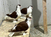 Few Lahori pairs