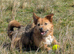 Gorgeous Willow needs a wonderful home