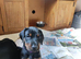 Lovely Euro Doberman pups