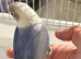 Handreared lovebird