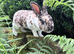 Buck Mini Rex