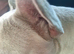French Bulldog 10 month old