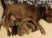 KC blue Staffordshire Bull Terrier Puppies