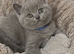 Adorable British shorthair kittens female