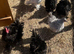 Clutch of frizzle chickens