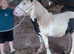 Colt yearling