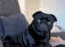 KC reg pug puppies