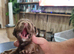 Sprocker Puppies for sale girls and boys